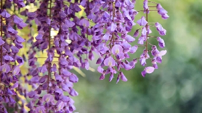 images/thumbnail/7-loai-cay-giup-nha-mat-lim-du-troi-nong_tbn_1617349489.jpg