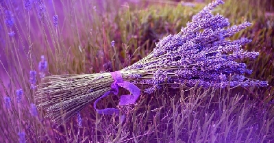 Bảo quản hoa Lavender rất đơn giản - ng đáng yêu và chiết xuất tinh dầu. Nụ hoa khô có thể làm túi thơm, làm gối, pha trà và cả thực phẩm. Đăc biệt, nếu được bảo quản đúng cách thì chúng có thể bền, đẹp qua nhiều năm. Chúng t