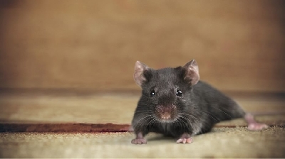 Bật mí cho những cách đuổi chuột ra khỏi nhà một cách hiệu quả - m, làm ô nhiễm thức ăn mà còn là hóa chất xử lý đá tác nhân truyền bệnh nguy hiểm như: dịch hạch, vàng da xuất hiện. Do đó, phòng và đuổi chuột là một trong những vấn đề được nhiều gia đ
