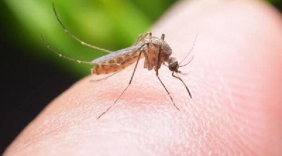 Cách chống muỗi đơn giản khi mùa mưa đến - ỗi là việc quan trọng và cần thiết. Để giúp bảo vệ tối đa sức khỏe của con người, chúng tôi chia sẻ cho các bạn cách đuổi muỗi đơn giản có thể làm tại nhà.

Đặc tính sinh học của loài