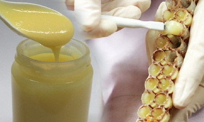 Cùng tìm hiểu về loại sữa ong chúa thần thánh - n, sữa ong chúa là gì, tác dụng của sữa ong chúa ra sao, hãy cùng chúng tôi tham khảo bài viết sau nhé!

1. Sữa ong chúa là gì?
Sữa ong chúa là sản phẩm được tiết ra từ hàm của máy hút bụi nhà x