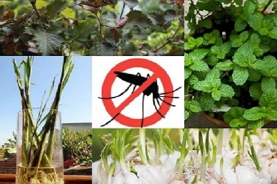 Dành cho bạn những cách tự nhiên đuổi sạch muỗi - u trị sớm sẽ gây tử vong.
Dù dùng bình xịt muỗi là cách đơn giản và nhanh chóng nhất; nhưng mùi của nó gây khó chịu và sử dụng nhiều sẽ có ảnh hưởng đến sức khỏe. Những cách tự nhiên s