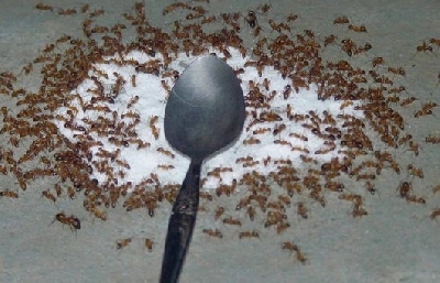 Đuổi muỗi kiến sẽ biến mất sau thời gian ngắn - y đuổi côn trùng vì những thứ đó ít nhiều sẽ ảnh hưởng lâu dài đến sức khỏe. Vậy thì sao bạn không thử dùng những nguyên liệu có sẵn trong căn bếp của mình để đuổi côn trùng, đảm bảo