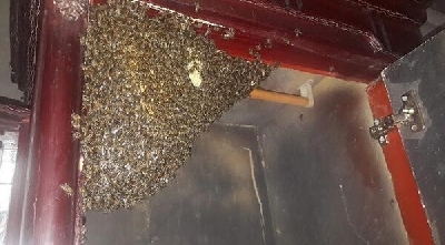 Làm sao khi ong vào nhà làm tổ và xử lý như thế nào - ệ sinh công nghiệp để tránh người nhà trong gia đình hoặc người thân bị ong đuổi đốt chích?

Yên tâm đã có chúng tôi sẽ giúp bạn cách đuổi ong mật, ruồi, bắp cày, cắt lá, khoái, vò vẻ, b