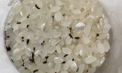 Mách bạn cách đuổi mọt gạo hiệu quả nhất - i tphcm tiêu diệt loại mọt gạo này? Những mẹo vào bếp sau đây sẽ giúp bạn loại bỏ mọt gạo một cách dễ dàng hơn.

1. Mọt gạo là gì?
Mọt gạo là một loài côn trùng gây hại cho các loại hạ