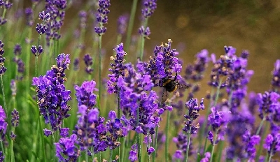 Mách bạn cách trồng và chăm sóc cây Lavender - g nghiệp ở tphcm hoa oải hương còn có thể ngăn chặn sâu bệnh, ruồi và muỗi. Bạn có thể trồng hoa oải hương trong sân, vườn hay chậu đẻ làm đẹp, nổi bật và thêm hương cho căn nhà của mình.

