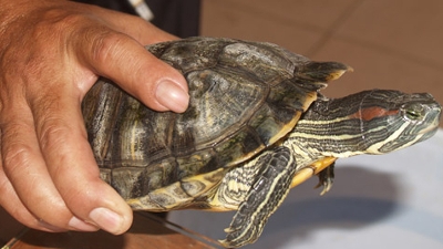 Những điều đáng lưu ý khi nuôi rùa phong thủy -  ở tphcm Cách nuôi rùa nước trong bể cá cảnh trong nhà.

Nuôi rùa có tốt không, nuôi rùa có ý nghĩa gì… là những câu hỏi mà rất nhiều người băn khoăn, thắc mắc hiện nay. Đặc biệt là những ai