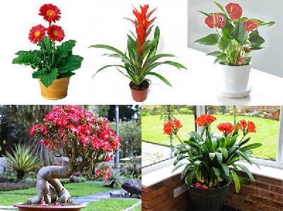 images/thumbnail/nhung-loai-cay-trong-trong-nha-hop-voi-tuoi-mui_tbn_1660898506.jpg