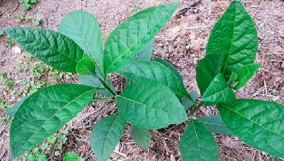 images/thumbnail/tac-dung-kho-tin-duoc-tu-cay-mat-gau_tbn_1636106360.jpg