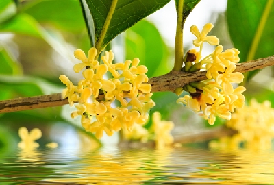images/thumbnail/than-duoc-cay-moc-huong-doi-voi-suc-khoe_tbn_1636365059.jpg